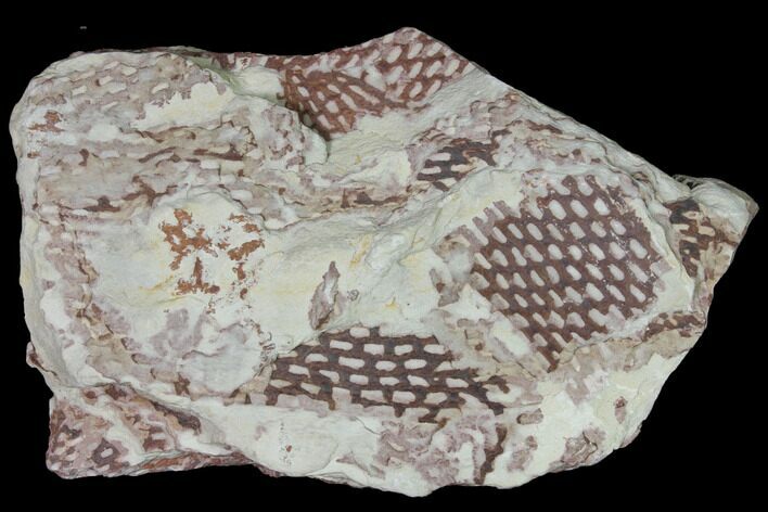 Ordovician Graptolite (Araneograptus) Plate - Morocco #116742